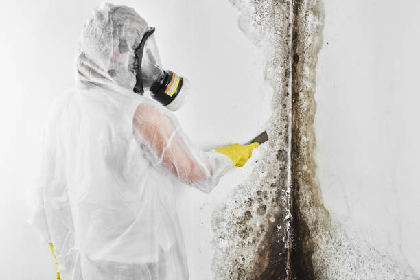 Best Attic Mold Removal  in New Market, VA