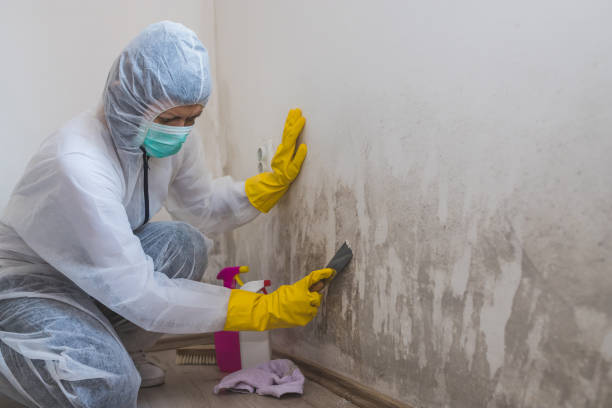 Best Water Damage & Mold Remediation  in New Market, VA